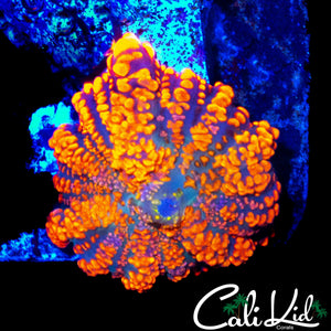 FLAMETHROWER RHODACTIS