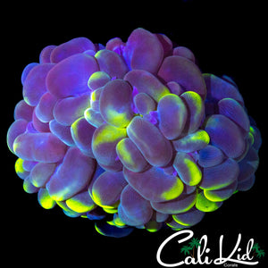 GREEN GOBLIN BUBBLE CORAL