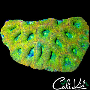 RARE COLOR BOWERBANKI COLONY