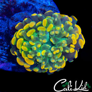 AQUACULTURED RAINBOW BRANCHING HAMMER
