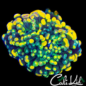 AQUACULTURED FRUITY PEBBLES TYPE BRANCHING HAMMER