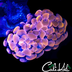 AQUACULTURED MYSTERY BRANCHING HAMMER