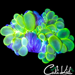 ECTOMORPH BUBBLE CORAL