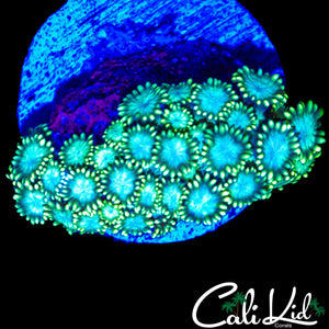 AQUA EYE GONI