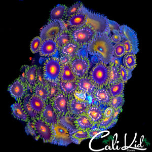 ASSORTED ZOA COLONY