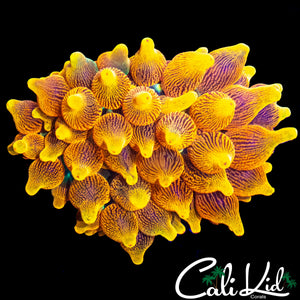 COLORADO SUNBURST NEM