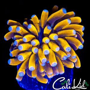 BEAUTIFUL BANANA TORCH