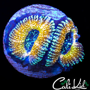 RARE SPECKLED ACAN DOUBLE