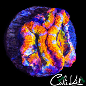 ULTIMATE RAINBOW ACAN DOUBLE