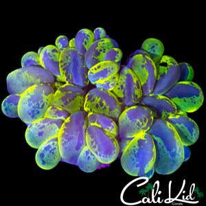 RARE SPLATTER BUBBLE CORAL