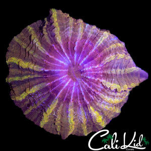 RARE PATTERN XL ACANTHO
