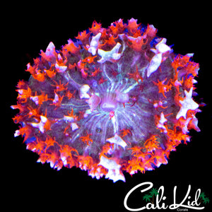 SUGAR COATED ST THOMAS SHROOM