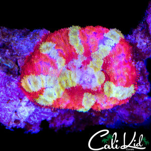 AMAZING PERSINA RUG MUSHROOM
