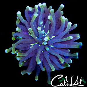 HIGHLIGHTER MORPH HELIO FUNGIA