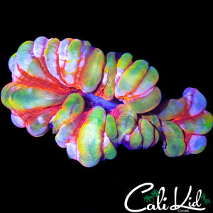 INSANE COLORED CYNARINA