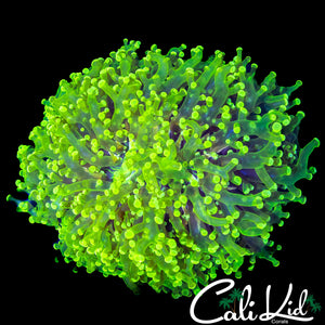 XXL SUPER BRIGHT FROGSPAWN COLONY