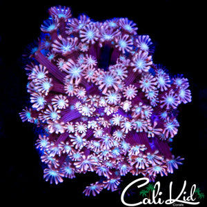 RAINBOW POLYPS ALVEOPORA COLONY