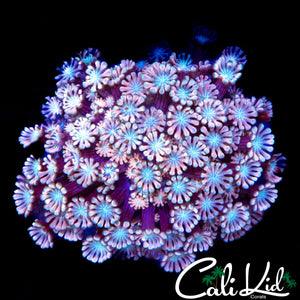 RAINBOW POLYPS ALVEOPORA COLONY