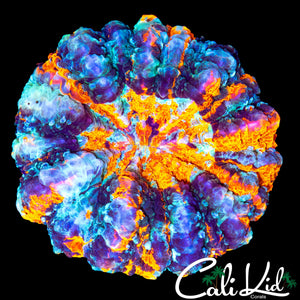STUNNING MULTI COLOR ACANTHO