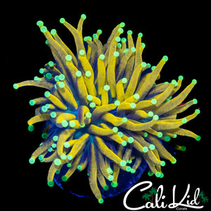 GOLD TIP HONEY POT TORCH