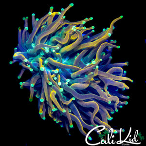 AQUACULTURED HOLY GUAC TYPE TORCH
