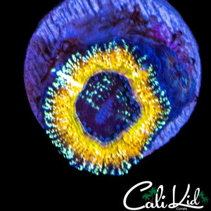 ABYSS EYE ACAN