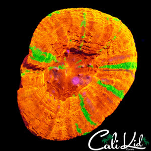 FRUIT STRIPE REVERSE SCOLY