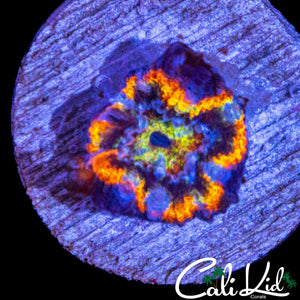 ULTIMATE RAINBOW ACAN