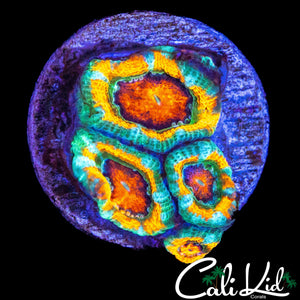 CK UNRELEASED ACAN QUAD