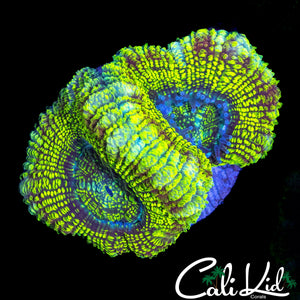 ALLIGATOR EYE ACAN DOUBLE