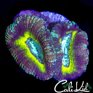 ULTRA ASIAN ACAN DOUBLE