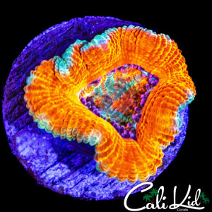 RAINBOW EYE ACAN