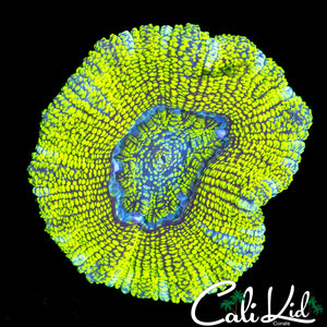 ALLIGATOR EYE ACAN