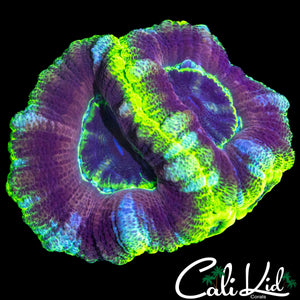 LARGE ASIAN ACAN DOUBLE