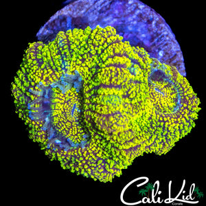 ALLIGATOR EYE ACAN DOUBLE