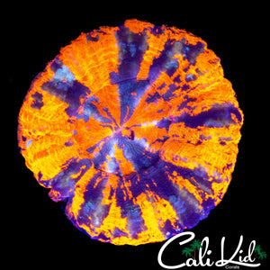 PERFECT PATTERN WAR PAINT SCOLY