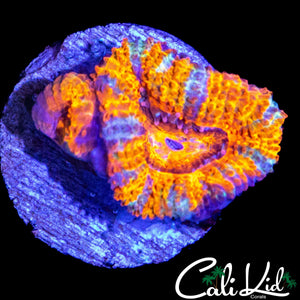 WHITE STRIPE ACAN DOUBLE