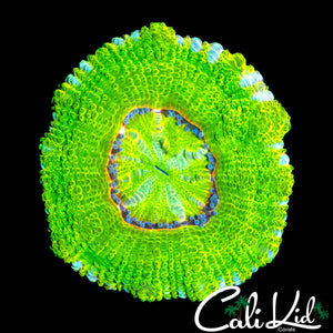 INSANELY BRIGHT ACAN