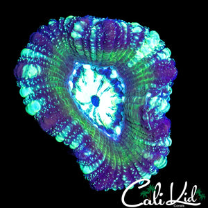 ULTRA PATTERN ASIAN ACAN