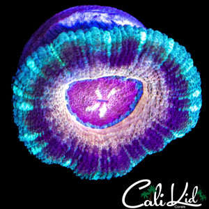 AQUA / PINK ACAN