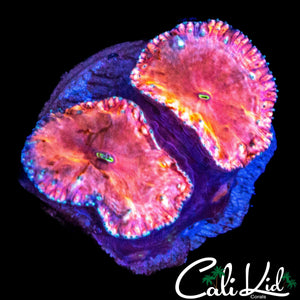 STRAWBERRY BLASTO DOUBLE