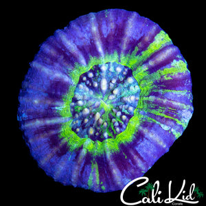 PURPLE BOT SCOLY