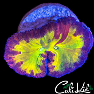 SUPER RARE RAINBOW BLASTO (TWO MOUTH)