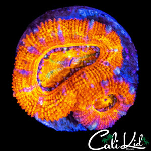 ULTRA RAINBOW ACAN DOUBLE