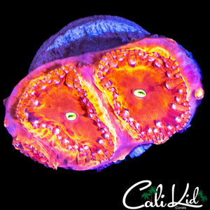 SUN FIRE BLASTO TRIPLE