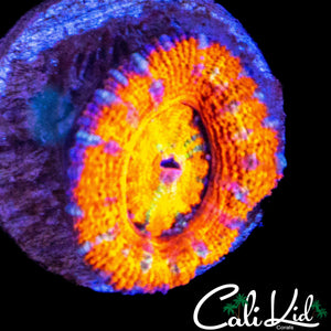 RAINBOW SPECKLED ACAN