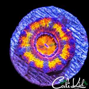 CK STUNNER ACAN