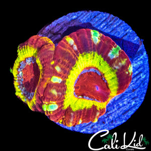 RARE ASIAN ACAN DOUBLE
