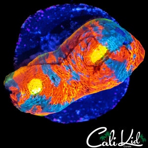BANGIN RAINBOW CHALICE FRAG