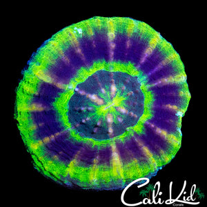 BEAUTIFUL UFO SCOLY